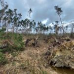 Wichury uszkodziły sporą część drzewostanu w leśnictwie Zakrzew - kompleks Teresin
